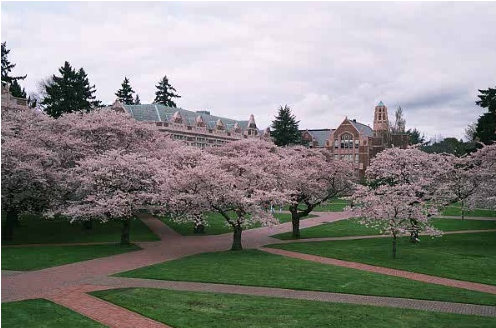 华盛顿大学