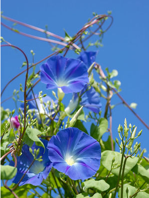日语趣味阅读:落花的不同表达方式 日语趣味阅读:落花的不同表达方式