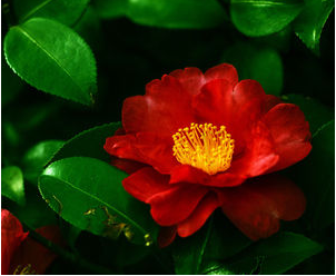 日语趣味阅读:落花的不同表达方式 日语趣味阅读:落花的不同表达方式