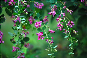 日语趣味阅读:落花的不同表达方式 日语趣味阅读:落花的不同表达方式