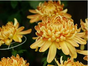 日语趣味阅读:落花的不同表达方式 日语趣味阅读:落花的不同表达方式