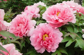 日语趣味阅读:落花的不同表达方式 日语趣味阅读:落花的不同表达方式