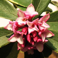 日语趣味阅读:日语中“落”花不同的表现方式(一) 日语趣味阅读:日语中“落”花不同的表现方式(一)