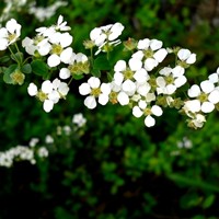 日语趣味阅读:日语中“落”花不同的表现方式(一) 日语趣味阅读:日语中“落”花不同的表现方式(一)