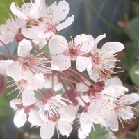 日语趣味阅读:日语中“落”花不同的表现方式(一) 日语趣味阅读:日语中“落”花不同的表现方式(一)