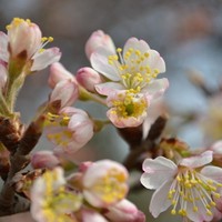 日语趣味阅读：日语中“落”花不同的表现方式（二）