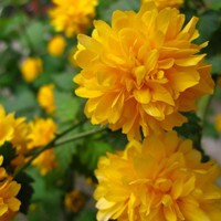 日语趣味阅读：日语中“落”花不同的表现方式（二）