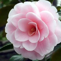 日语趣味阅读：日语中“落”花不同的表现方式（二）