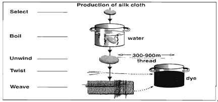the diagrams below show the life cycle of the silkworm and the